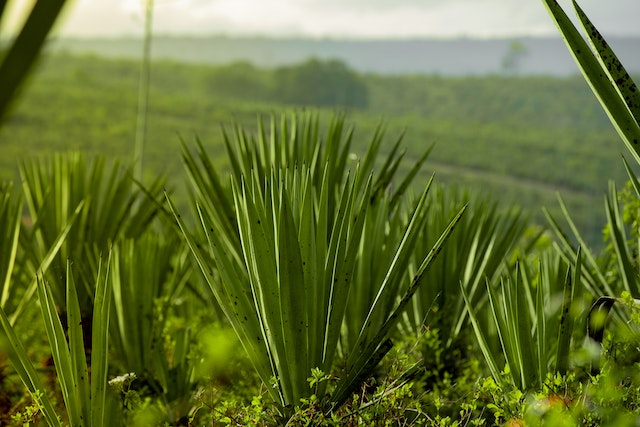 El henequén y la importancia histórica del puerto de Sisal en Yucatán
