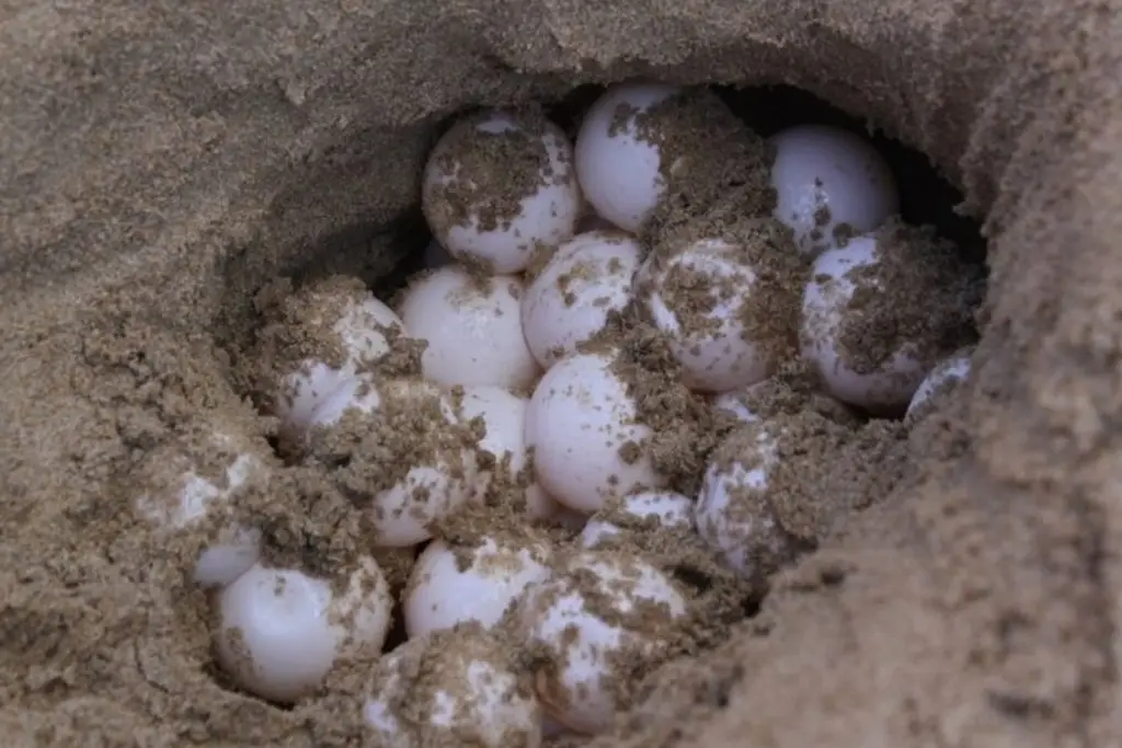Registran 1,015 nidos de tortuga carey en las playas de Sisal Yucatán