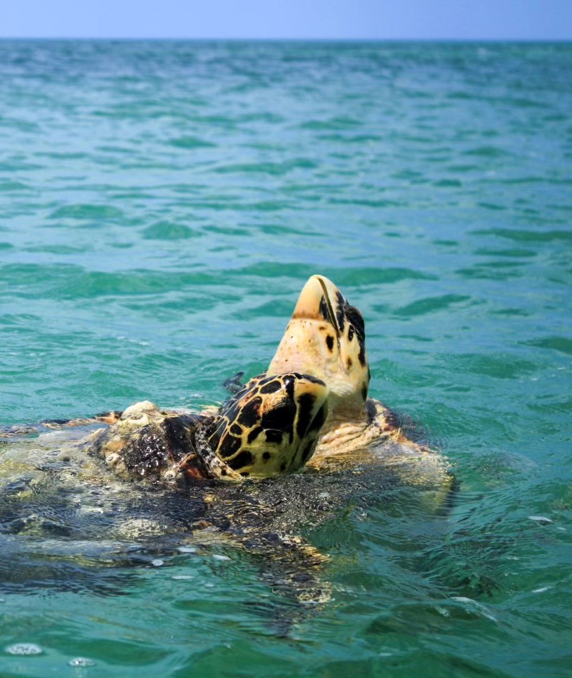 Sisal es el mejor santuario de reproducción para la tortuga carey en Yucatán México